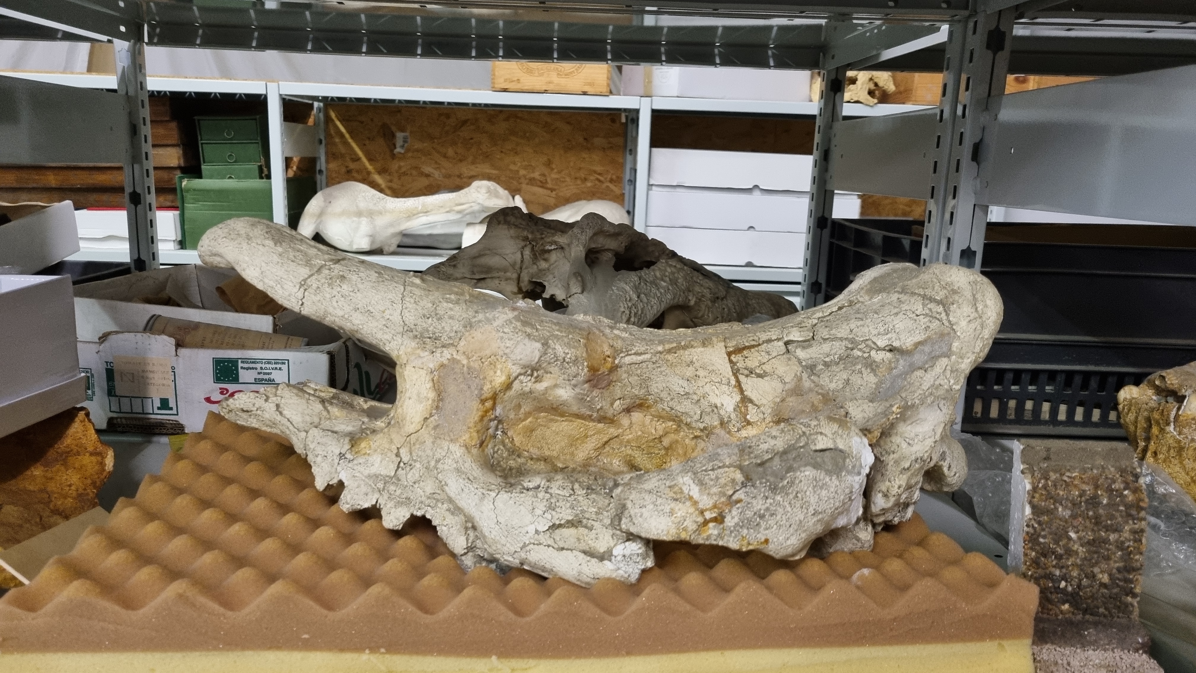 Rhinocéros de 22 millions d'années découvert à Bessens